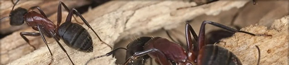 Close-up of ants on wood showing an active ant infestation in Saint Louis, MO