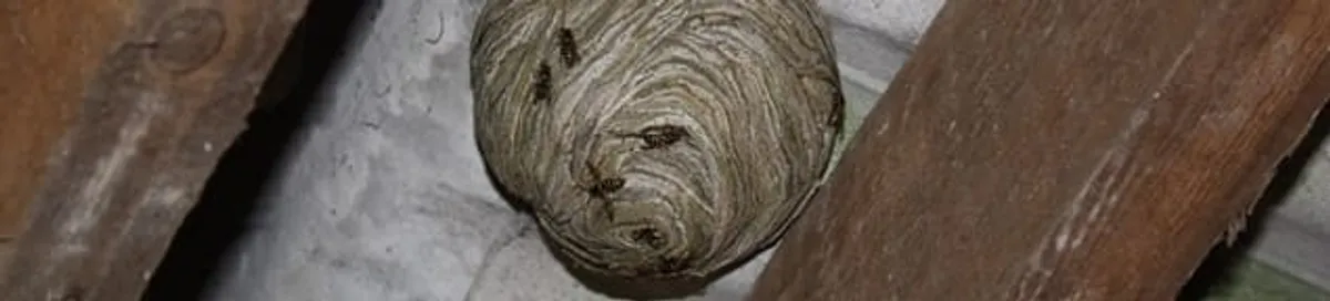 Wasp nest in an attic space, a common home infestation risk in Saint Louis, MO
