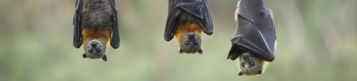 Bats roosting together, a common sign of a bat infestation in Saint Louis, MO