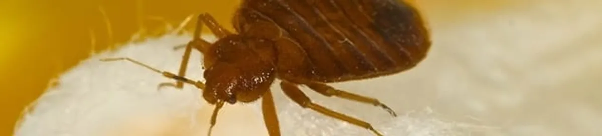 Close-up of a bed bug, a sign of an active infestation in Saint Louis, MO