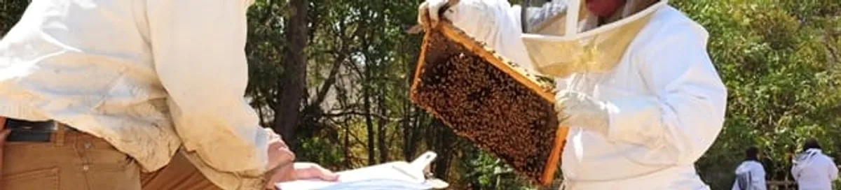 Bee removal specialists relocating a hive and honeycomb safely in Saint Louis, MO
