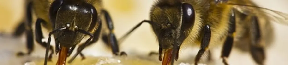 Close-up of honey bees, a sign of a nearby hive in Saint Louis, MO