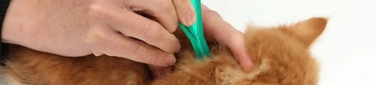 Flea treatment for pets using a flea comb, a sign of flea problems in Saint Louis, MO
