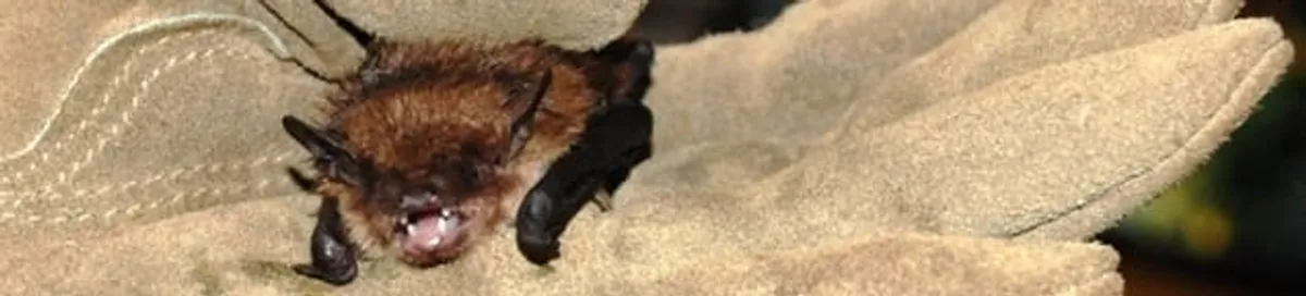Bat removal specialist holding a bat safely during humane exclusion in Saint Louis, MO