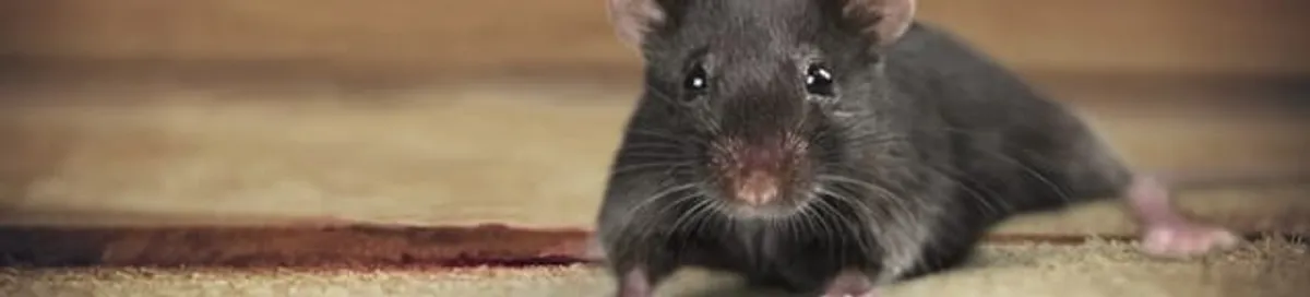 Mouse indoors, a common sign of a rodent infestation in Saint Louis, MO