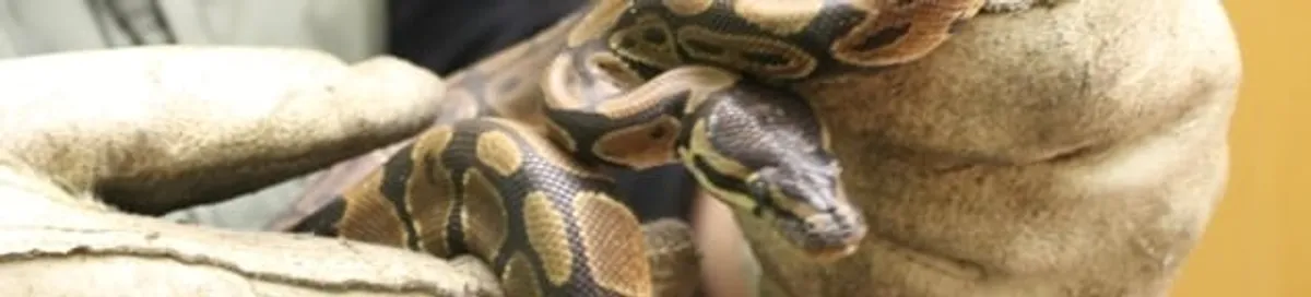 Snake removal specialist safely handling a snake with protective gloves in Saint Louis, MO
