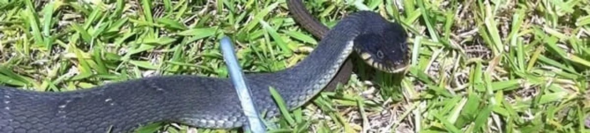 Snake in a yard, a common sign of a snake problem near a home in Saint Louis, MO