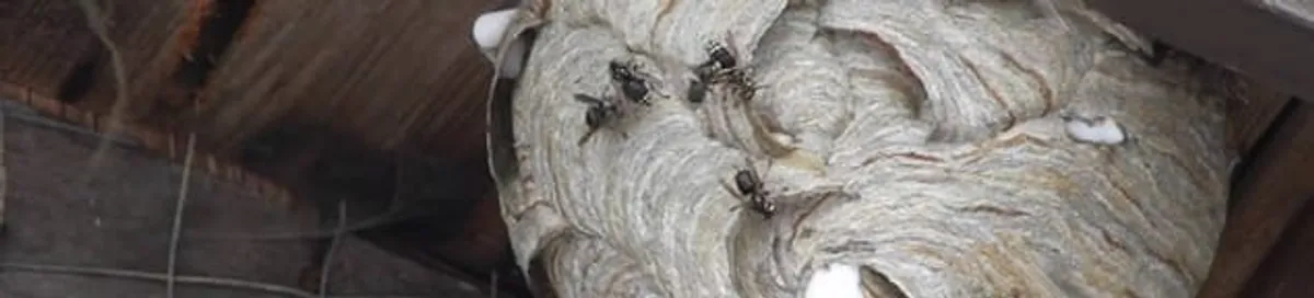 Close-up of a wasp nest with active wasps, a sign of an infestation in Saint Louis, MO